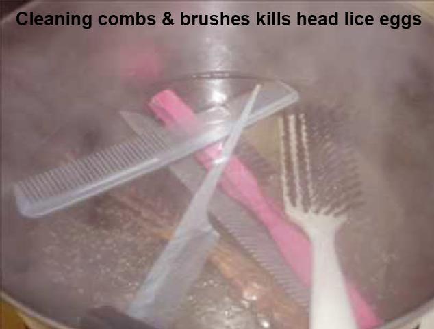 Cleaning combs & brushes kills head lice eggs