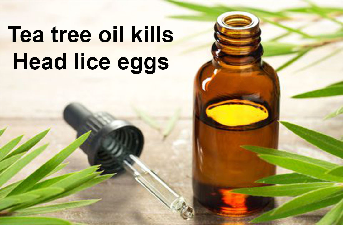 Tea tree oil kills head lice eggs