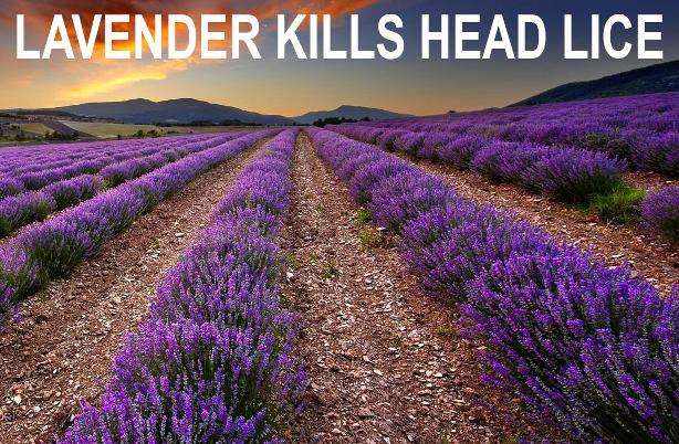 lavender kills head lice